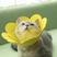 Amarelo