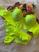 Verde neon p