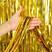 Dourado