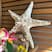 Estrela mar Bege