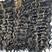 Castanho com Mel