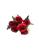 Rosa com Champanhe