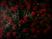 F1522-FDNA0041