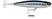 Live blue sardine