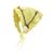 Amarelo