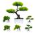Bonsai pinheiro
