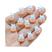 B.