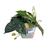 Prata