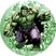 HULK2