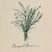 BOUQUET GARNI