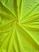 Amarelo neon
