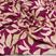Floral fucsia com bege
