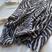 Zebra preta