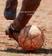 imagem do produto Geografia do Futebol