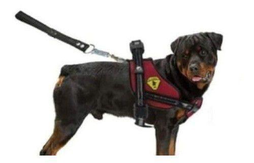 Coleira peitoral para rottweiler Clearance