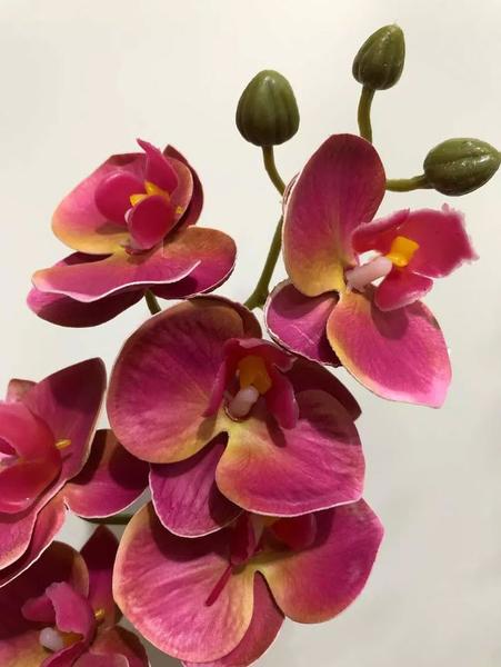 Arranjo Orquídea - Flores E Cia Imagem de Arranjo Orquídea