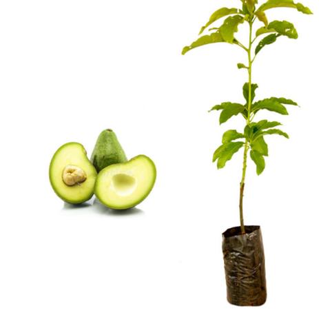 1 Muda de Abacate Manteiga Enxertada Produz em Vaso - GARDEN CAMARÁ é boa?
