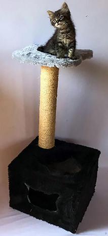 [object Object] é boa?