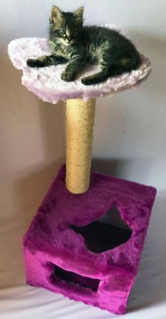 Arranhador Toca Térrea - Roxo com Lilás - Akara Do Gato é boa?