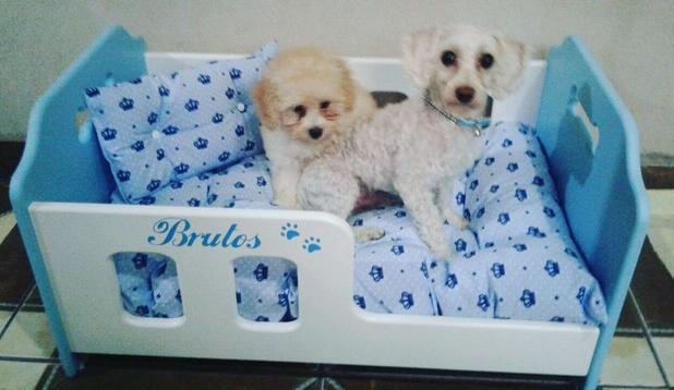 Berço Cama para Cães em Madeira - Tamanho M 68x45 - Cor Azul - Artesanato jsl pet Menor preço em Berço Cama para Cães em Madeira - Tamanho M 68x45 - Cor Azul - Artesanato jsl pet