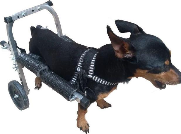 Cadeira De Rodas Para Cachorro Pequeno Porte Ate 4kg Regulavel Pet Best Cadeira De Roda Para Cachorro Gato Magazine Luiza