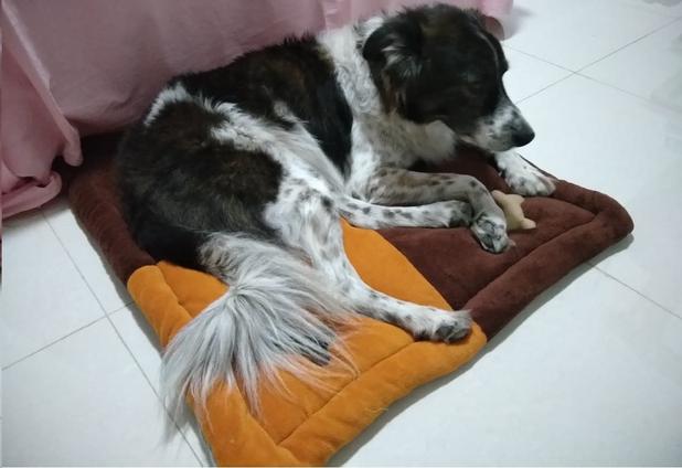 [object Object] é boa?