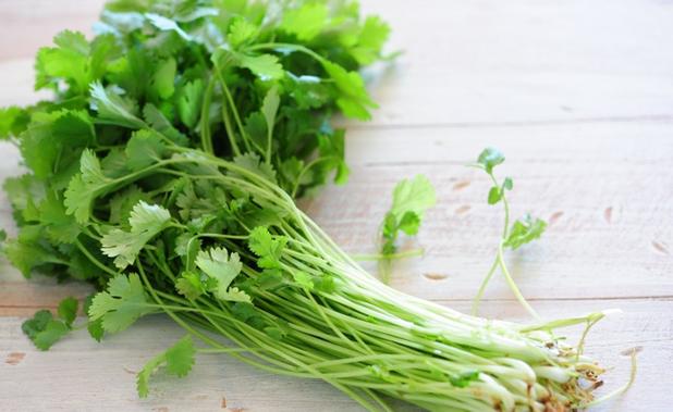 Coentro - Verduras - Magazine Luiza