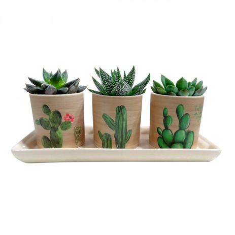 Menor preço em Conjunto 3 Cachepots com Bandeja Desert Cactus Urban Bege