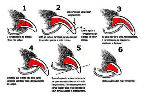 Cortador Unhas Cachorro Grande Profissional Gd 16cm - Zukpet Menor preço em Cortador Unhas Cachorro Grande Profissional Gd 16cm - Zukpet
