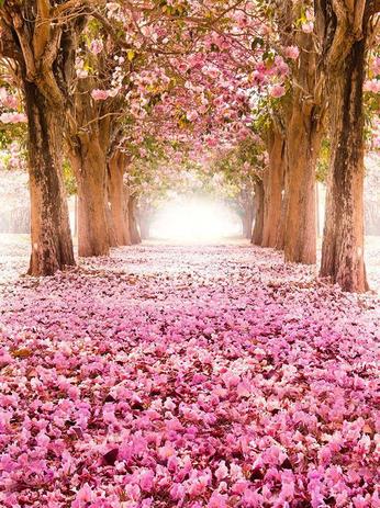 Fundo Fotografico Em Tecido Sublimado Bosque De Ipe Rosa Sublime Sonhos Fundo Fotografico Magazine Luiza Fundo Fotografico Em Tecido Sublimado Bosque De Ipe Rosa Sublime Sonhos Fundo Fotografico Magazine Luiza