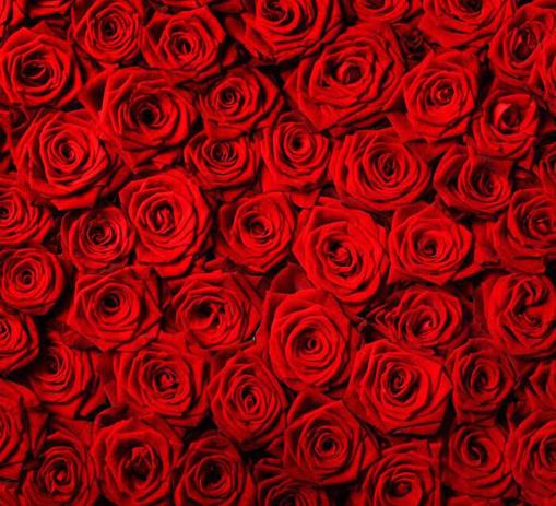 Fundos Fotografico Backdrop Newborn Em Tecido 1 5x1 5m Rosas Vermelhas P362 Allstate Fundo Fotografico Magazine Luiza Fundos Fotografico Backdrop Newborn Em Tecido 1 5x1 5m Rosas Vermelhas P362 Allstate Fundo Fotografico Magazine Luiza