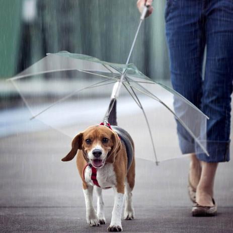 Guarda Chuva Pet Para Cachorro Cães Capa De Chuva Fazzoletti Menor preço em Guarda Chuva Pet Para Cachorro Cães Capa De Chuva Fazzoletti