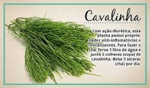 Kit Capsula Cavalinha 250mg - 2 potes - Florien é ruim? Kit Capsula Cavalinha 250mg - 2 potes - Florien é boa?