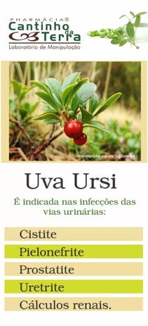 Kit Capsula Uva Ursi 250mg - 3 potes - All chemistry Menor preço em Kit Capsula Uva Ursi 250mg - 3 potes - All chemistry