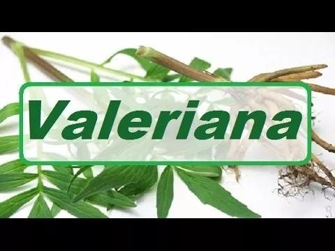 Kit Capsula Valeriana 250mg - 3 potes - Florien é boa?