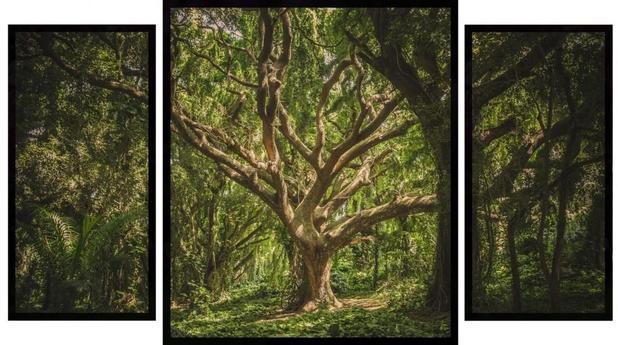 Kit de Quadros Decorativos Floresta Hawaii Árvores 130x70cm - Decore pronto Menor preço em Kit de Quadros Decorativos Floresta Hawaii Árvores 130x70cm - Decore pronto
