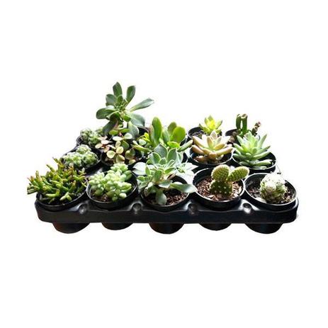 Mini Vasinho com Suculentas (Kit com 10 unidades) - Relaxar e meditar Menor preço em Mini Vasinho com Suculentas (Kit com 10 unidades) - Relaxar e meditar