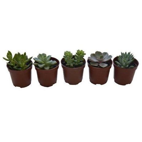 Mini Vasinho com Suculentas (Kit com 5 unidades) - Relaxar e meditar Menor preço em Mini Vasinho com Suculentas (Kit com 5 unidades) - Relaxar e meditar