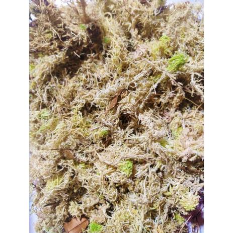Musgo Esfagno Sphagnum musgo de arranjos em vasos e cestas plantio de orquideas 1 pacote com 100g/2,5L - RR EcoPlace Menor preço em Musgo Esfagno Sphagnum musgo de arranjos em vasos e cestas plantio de orquideas 1 pacote com 100g/2,5L - RR EcoPlace