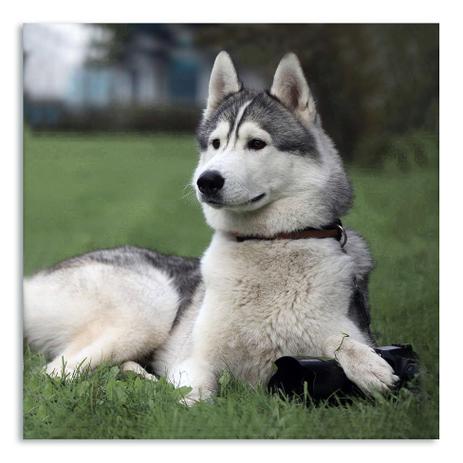 Branco cachorro Clearance