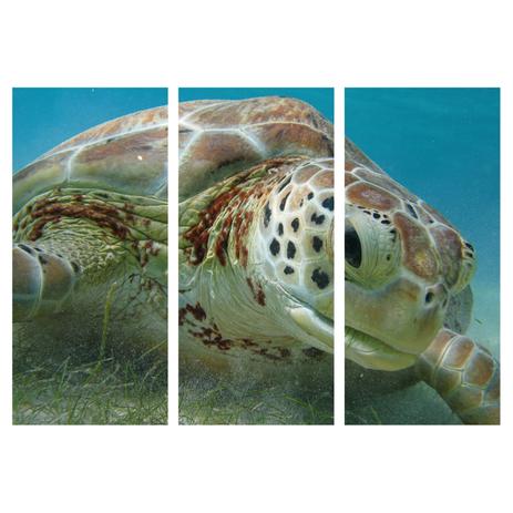 Quadro de 3 peças Animais Tartaruga Marinha Decorativo - Quadros Mais Menor preço em Quadro de 3 peças Animais Tartaruga Marinha Decorativo - Quadros Mais