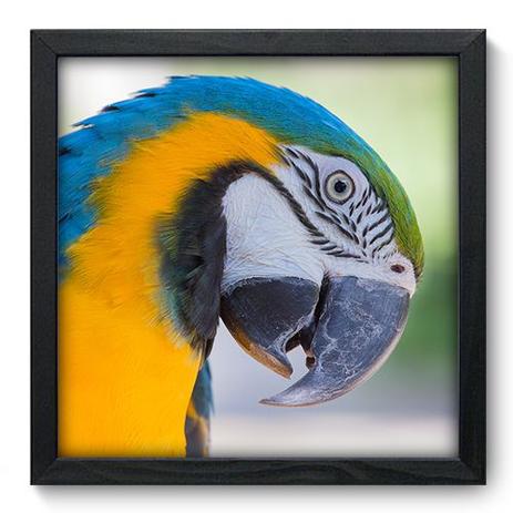 Quadro Decorativo - Arara - 33cm x 33cm - 005qnsbp - Allodi Menor preço em Quadro Decorativo - Arara - 33cm x 33cm - 005qnsbp - Allodi