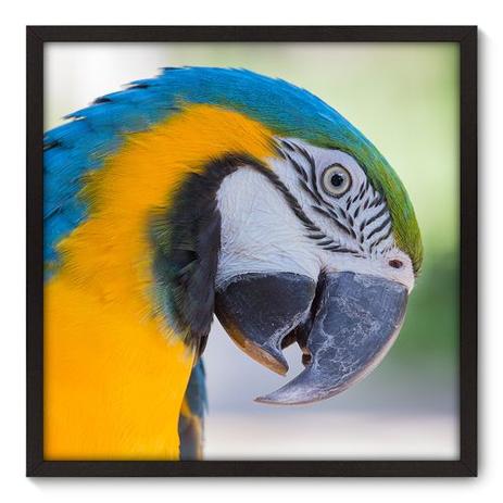 Quadro Decorativo - Arara - 70cm x 70cm - 005qnsdp - Allodi Menor preço em Quadro Decorativo - Arara - 70cm x 70cm - 005qnsdp - Allodi