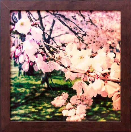 Quadro Decorativo Árvore de Cerejeira Flores Rosas 30x30cm - Decore pronto Menor preço em Quadro Decorativo Árvore de Cerejeira Flores Rosas 30x30cm - Decore pronto