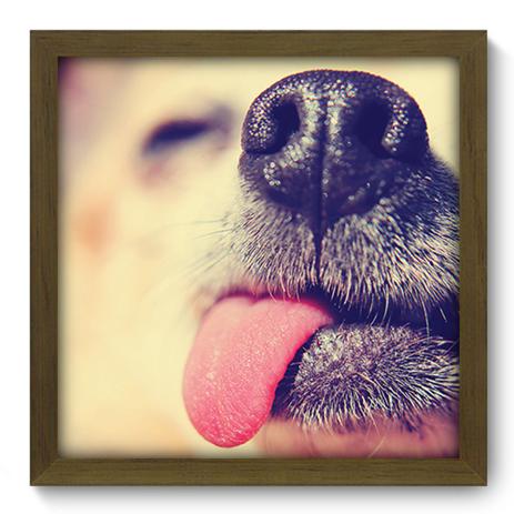 Quadro Decorativo - Cachorro - 33cm x 33cm - 110qdsm - Allodi Menor preço em Quadro Decorativo - Cachorro - 33cm x 33cm - 110qdsm - Allodi