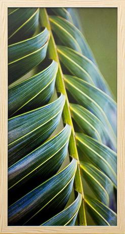 Quadro Decorativo com Vidro Folha de Palmeira 30x60cm - Decore pronto Menor preço em Quadro Decorativo com Vidro Folha de Palmeira 30x60cm - Decore pronto