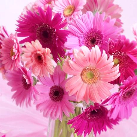 Quadro Decorativo em Canvas para Lavabos Banheiros Varandas Gerbera II - Incasa design Menor preço em Quadro Decorativo em Canvas para Lavabos Banheiros Varandas Gerbera II - Incasa design