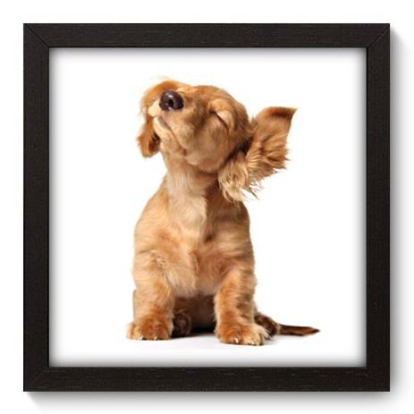 Quadro Decorativo - Filhote - 22cm x 22cm - 003qdsp - Allodi Menor preço em Quadro Decorativo - Filhote - 22cm x 22cm - 003qdsp - Allodi