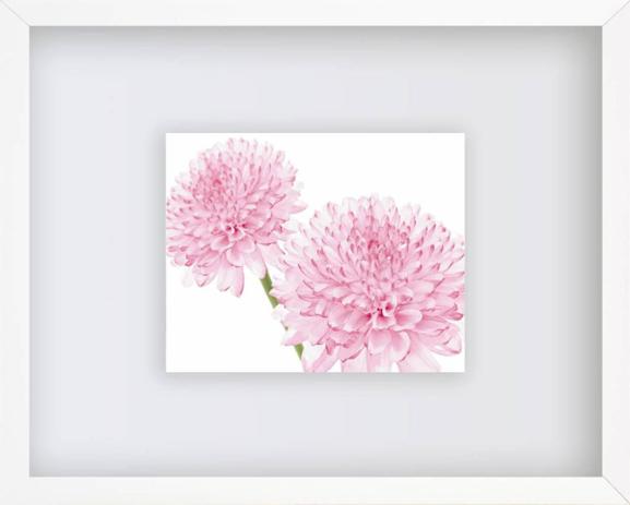 Quadro Decorativo Floral com Imagem Sobreposta Dalhia in Bloon Arte de George Fossey 50x40cm - Decore pronto Menor preço em Quadro Decorativo Floral com Imagem Sobreposta Dalhia in Bloon Arte de George Fossey 50x40cm - Decore pronto