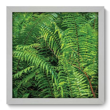 Quadro Decorativo - Floresta - 33cm x 33cm - 121qdpb - Allodi Menor preço em Quadro Decorativo - Floresta - 33cm x 33cm - 121qdpb - Allodi